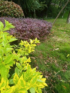 多彩绿植装点的美丽景致