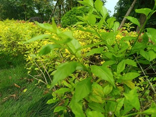 翠绿繁茂的植物景观
