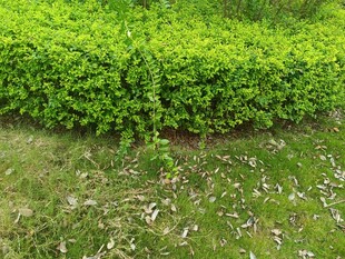 翠绿繁茂的低矮灌木丛