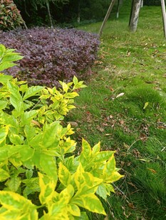 多彩绿植展现自然生机