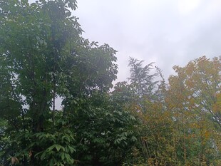 户外繁茂树林景象