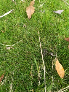 草地上的枯叶与绿草