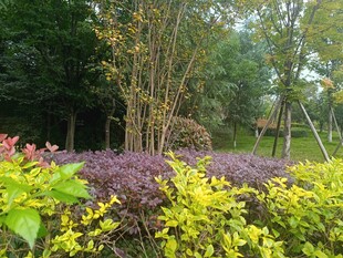 多彩园林植物景观