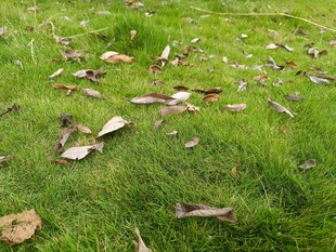 草地上的散落碎木