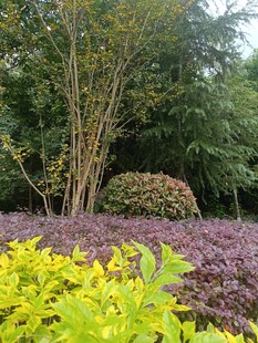 多彩植物装点的美丽花园
