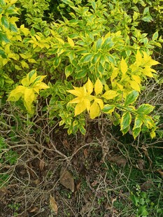 金黄叶片的绿植景观