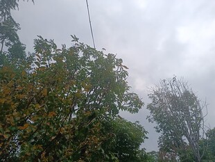 阴天中的繁茂树木