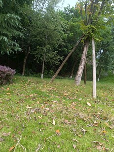 户外草地树木景观