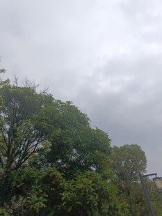 阴天中的葱郁树木