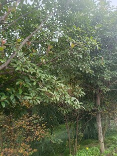 林间绿意盎然的树木景观