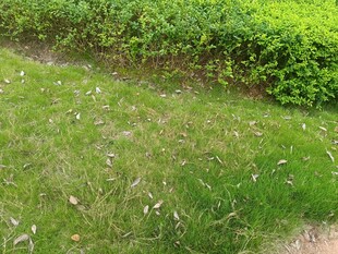 绿意盎然的草地与绿植