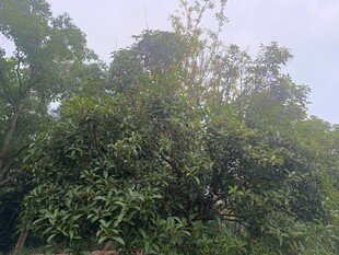 茂密绿意盎然的树林景观