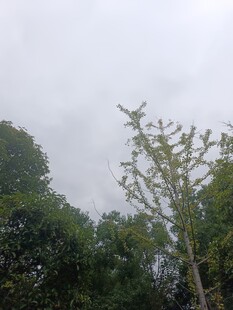 云雾中葱郁的树木景观