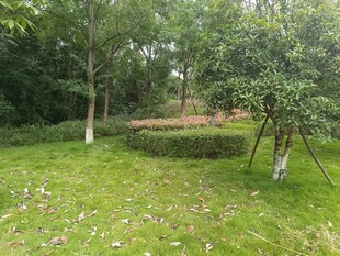 绿意盎然的园林景观