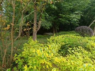 绿意盎然的林间植物景观