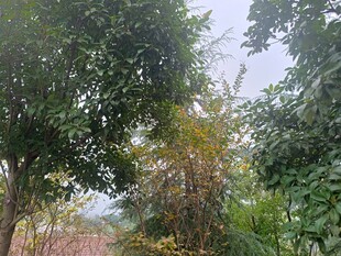 户外繁茂绿植景观