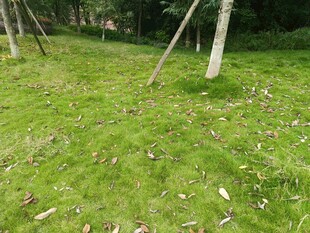 户外草地与木桩场景