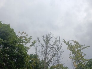 阴天中的繁茂树林