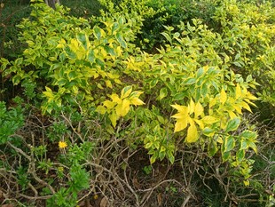 金黄叶片的繁茂灌木丛