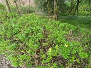 绿意盎然的灌木丛景观