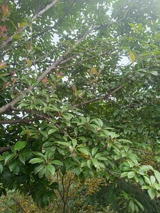 繁茂枝叶间的绿意景致