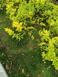 金黄灌木绿植景观