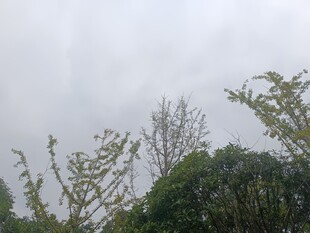 阴天中的繁茂树木