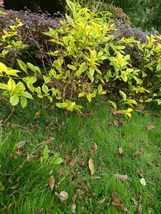 绿叶繁茂的户外植物景观