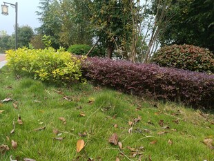 路边多彩灌木景观