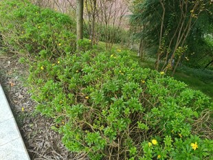 绿意盎然的路边灌木丛