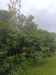 绿意盎然的户外自然景致