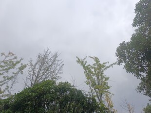 阴天中的繁茂树木