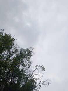 树梢之上的灰白天空