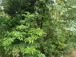 茂密丛林绿意盎然