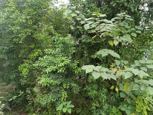 茂密丛林绿意盎然