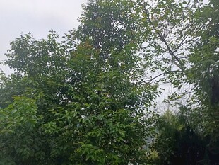 茂密树林绿意盎然