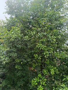 茂密葱郁的绿色树林