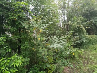 茂密丛林中的绿意景致