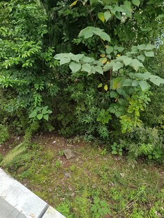 路边繁茂绿植景观