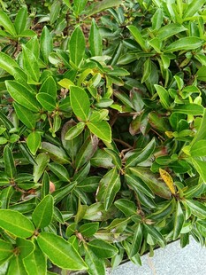 翠绿繁茂的植物叶片