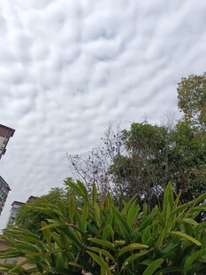 天空下的绿植与建筑一角