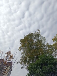 天空下的树木与建筑