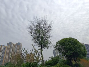 城市中树木与高楼景象