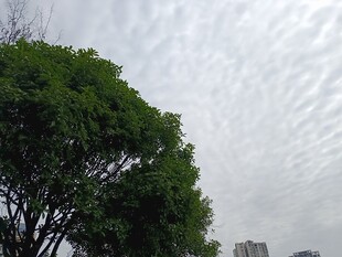 绿树映灰天的自然景致