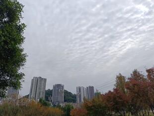 秋日城市与多彩树木景观