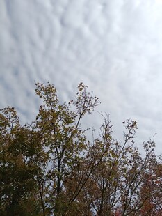 秋日树梢上的灰白天空