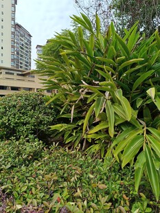 城市中的繁茂绿植景观