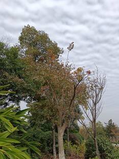 树林中的树木与天空景象