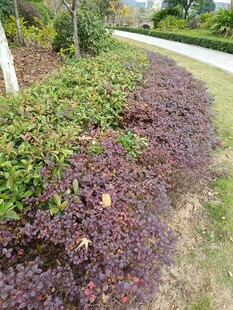 路边多彩绿植景观