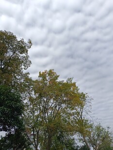 树梢上的多云天空